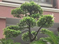 学什么手艺能干一辈子?五十岁还能越干越值钱的手艺